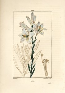 Beyaz zambak veya madonna zambak - Beyaz zambak, Lilium candidum. Chaumeton, Poiret ve Chamberet