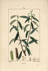 Beyaz veya Gümüş Söğüt, Beyaz Hasır - Beyaz söğüt ağacı, Salix alba, yaprak, çiçek, erkek ve dişi kedicikler, meyve ve tohum ile. Chaumeton, Poi