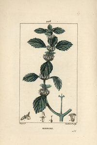 Beyaz veya adi marrube - Adi tazı, Marrubium vulgare. Chaumeton, Poiret ve Chamberet