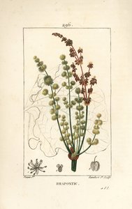 Yabani ravent - Rhapontic veya sahte ravent, Rheum rhapontium, çiçek, sap, tohum ve yaprak anahatlı. Chaumeton, Poiret ve Chamberet