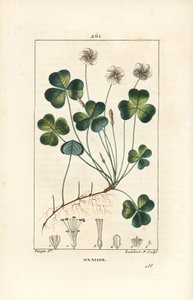 Ahşap kuzukulağı, Oxalide (oxalis) des bois - Ahşap kuzukulağı, çiçek, yaprak, sap, tohum ve kök ile Oxalis acetosella. Chaumeton, Poiret ve Chambere