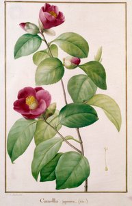Camellia japonica Botanik Plaka, Pierre Joseph Redoute (1759-1840) 19. yüzyıl Paris, Doğa Tarihi Müzesi