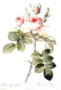 Rosa Bifera Officinalis, Langlois tarafından oyulmuş, Remond tarafından yayınlanmıştır (renkli gravür) by Pierre Joseph (after) Redoute