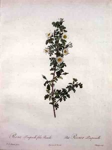 Rosa pimpinelli folia pumila (cüce İskoç gülü), Chapuy tarafından 