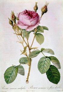 Gül Planche, Pierre Joseph Redoute (1759-1840) 1817 Paris, B.N.