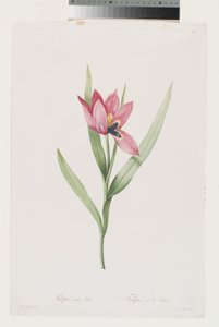  by Pierre Joseph (after) Redoute