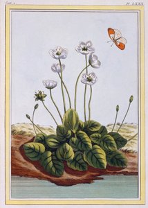 Parnassus Vakum Otu Parnassus Otu, pub. 1776. by Pierre Joseph Buchoz