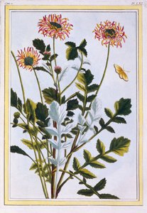 Etiyopya Arcotis (Afrika Zambak), c.1766 (el boyaması gravür) by Pierre Joseph Buchoz