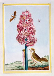 Sümbül, c.1766 (el boyaması gravür) by Pierre Joseph Buchoz