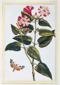 La Belle de Nuit Morning Glory, pub. 1776. by Pierre Joseph Buchoz