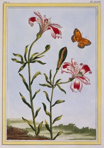 La Fleur Tachete des Incas (Peru Zambağı), c.1766 (el boyaması gravür)