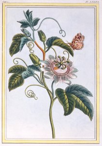 La Grenadille veya Le Maracot, pub. 1776. by Pierre Joseph Buchoz