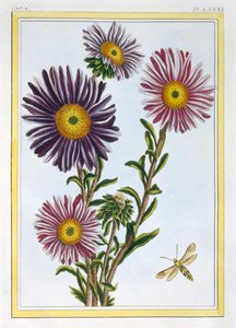 Kraliçe Margaret Aster, pub. 1776. by Pierre Joseph Buchoz