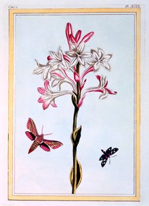 Tuberose, pub. 1776. by Pierre Joseph Buchoz