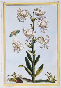 Le Martagan Blanc, birahane. 1776. by Pierre Joseph Buchoz