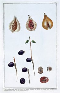 Küçük hindistan cevizi, c1751-1807 by Pierre Joseph Buchoz