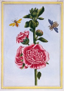 Passerose Hollyhock, pub. 1776. by Pierre Joseph Buchoz