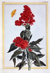Amaranthus çeşitleri, pub. 1776. by Pierre Joseph Buchoz