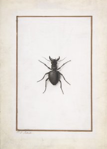 Bir Geyik Böceği, . by Pierre Joseph Redouté