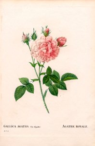 Agathe Royale gülü, Rosa gallica çeşidi. Pierre Joseph Redoute