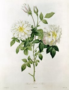Eustache Hyacinthe Langlois (1777-1837) tarafından oyulmuş Aime Vibere (Çay) by Pierre Joseph Redouté
