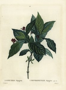 Alp hanımeli, Lonicera alpigena. Henri Louis Duhamel du Moncel