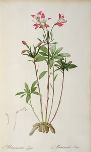 Alstraemeria Ligtu, 