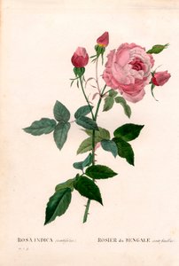 Bengal 100 yapraklı pembe, Rosa chinensis çeşidi, Bengal gülü (yüz yapraklı). Pierre Joseph Redoute