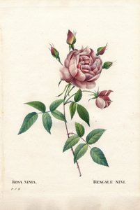 Bengal nini gülü, Rosa indica ninia. Pierre Joseph Redoute