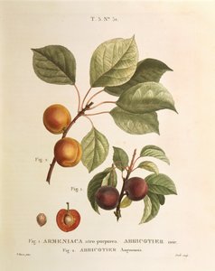 Siyah Kayısı ve Kayısı çeşitleri: Prunus armeniaca, Armeniaca atropurpurea, Pierre Joseph Redoute (1759-1840) by Pierre Joseph Redouté