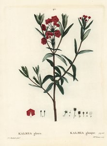 Bataklık defnesi, Kalmia polifolia (Kalmia glauca). Henri Louis Duhamel du Moncel'in Treat des Arbres et Shrustes, Paris'inden Pierre-Joseph Redoute'un bir illüstrasyonundan sonra Miss Brenet tarafından elle boyanmış noktalı gravür by Pierre Joseph Redouté