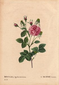 Botanik Kurulu, Çiçek, Gül Çeşitleri: Agathe carnee (Rosa gallica agatha incarnata). Kökeni bilinmeyen, Rose Gallica Damask