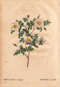 Botanik Kurulu, Çiçek, Gül Çeşitleri: De Candolle'nin beyaz gülü veya Rose de Candolle (Rosa candolleana elegans). Yaban gülü, Güney Avrupa'da keşfedildi ve 1819'da De Candolle olarak adlandırıldı. Pierre Joseph Redoute'un (1759-1840) " by Pierre Joseph Redouté
