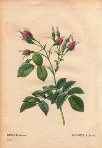 Botanik Kurulu, Çiçek, Gül Çeşitleri: Evrat Rose (Rosa evratina). Kökeni Bilinmiyor, Hollanda seralarından ve 1824'ten önce Mösyö Evrath'a veriyor. Pierre Joseph Redoute (1759-1840) tarafından "" Les Roses", Cilt 2 by Pierre Joseph Redouté
