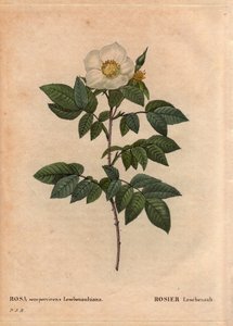 Botanik Kurulu, Çiçek, Gül Çeşitleri: Leschenault gülü (Rosa sempervirens Leschenaultiana). Mösyö Leschenault tarafından Nilgiri