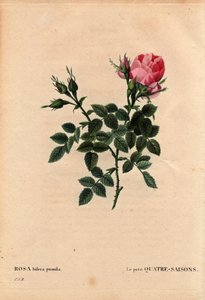 Botanik Kurulu, Çiçek, Gül Çeşitleri: Küçük Dört Mevsim (Dört Mevsim). Latince: Rosa bifera pumila, 1824'ten önce Mösyö Noel, Paris, Fransa tarafından yetiştirildi. Pierre Joseph Redoute (1759-1840) tarafından “Les Roses”, Cilt 2 by Pierre Joseph Redouté