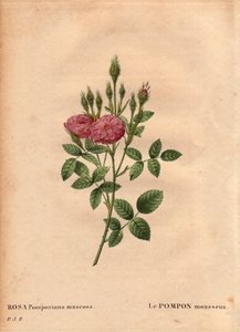 Botanik Kurulu, Çiçek, Gül Çeşitleri: 1801 civarında İngiltere
