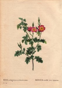 Botanik Kurulu, Çiçek, Gül Çeşitleri: Çok dikenli pas gülü (Rosa rubiginosa aculeatissima). Tohumlarla elde edildi ve 1810 civarında Du Pont tarafından ekmeklendi. Pierre Joseph Redoute (1759-1840) tarafından “” Les Roses”, Cilt 2