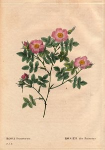 Botanik Kurulu, Çiçek, Gül Çeşitleri: Gül Çalı (Rosa dumetorum). 1821'den önce keşfedilen Avrupa ve Asya'dan gelen köpek gülü ailesinden. Pierre Joseph Redoute (1759-1840) tarafından "" Les Roses ", Cilt 2'de by Pierre Joseph Redouté
