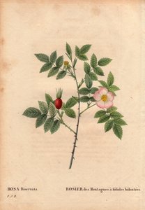 Botanik Kurulu, Çiçek, Gül Çeşitleri: Bidentee broşürlü Dağ Gülü (Rosa Biserrata). 1812