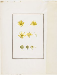 Botanik Diseksiyon: Sarı Asphodel (Asphodelus lutea), c.1778-90 (kağıt üzerinde wc ve grafit) by Pierre Joseph Redouté