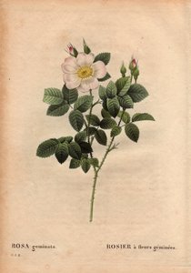 Botanik Tabak, Çiçek, Gül Çeşitleri: Değerli Taşlı Gül. (Rosa geminata). 1820