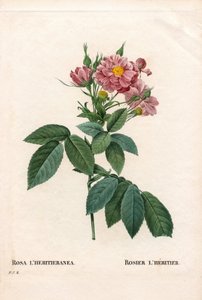 Boursault gülü, Rosa l'heritierana çeşidi, Rosier L'Heritier. Pierre Joseph Redoute'un "Les Roses", Paris'inden elle boyanmış noktalı bakır levha gravürü by Pierre Joseph Redouté