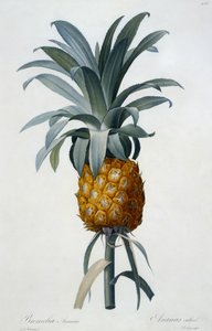Bromelia Ananas (el renkli gravür) by Pierre Joseph Redouté