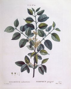 Cehri (Rhamnus catharticus), Henry Louis Duhamel du Monceau, Pierre Joseph Redouté tarafından botanik plaka by Pierre Joseph Redouté