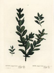 Ortak kutu, Avrupa kutusu veya şimşir, Buxus sempervirens (gigantea, heterophylla ve leptophylla). Henri Louis Duhamel du Monceau