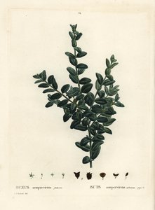 Ortak kutu, Avrupa kutusu veya şimşir, Buxus sempervirens fruticosa. Henri Louis Duhamel du Monceau