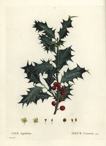 Ortak kutsal, Ilex aquifolium. Henri Louis Duhamel du Monceau
