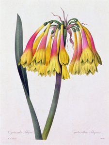 Cyrtanthus Obliquus (renkli gravür) by Pierre Joseph Redouté