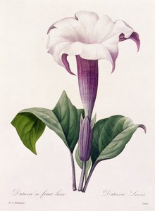 Dature Laevis (renkli gravür) by Pierre Joseph Redouté